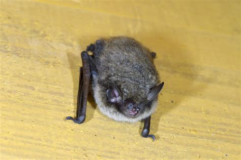 家蝙蝠|家に住み着くコウモリの種類とコウモリの生態 